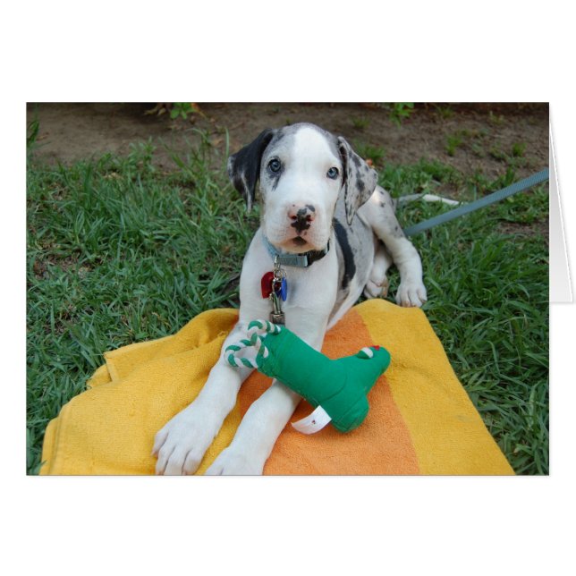 Great Dane Welpe (Vorderseite (Horizontal))