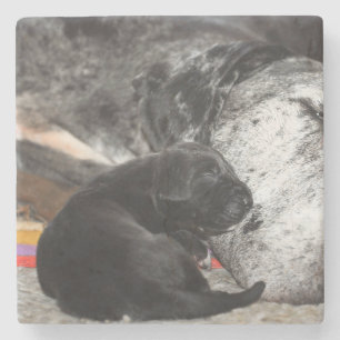 Great Dane Welpe Marmor Untersetzer mit quadratisc