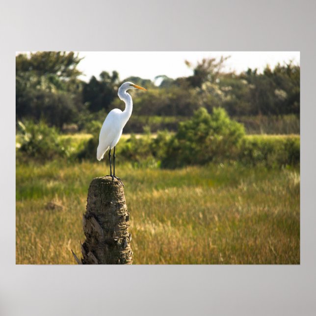 Great Egret Bird auf dem Viera Wetlands Poster (Vorne)