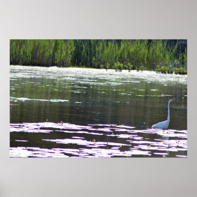 Great Egret Bird Foto Poster (Vorne)