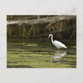 Great Egret bird in the water Postkarte