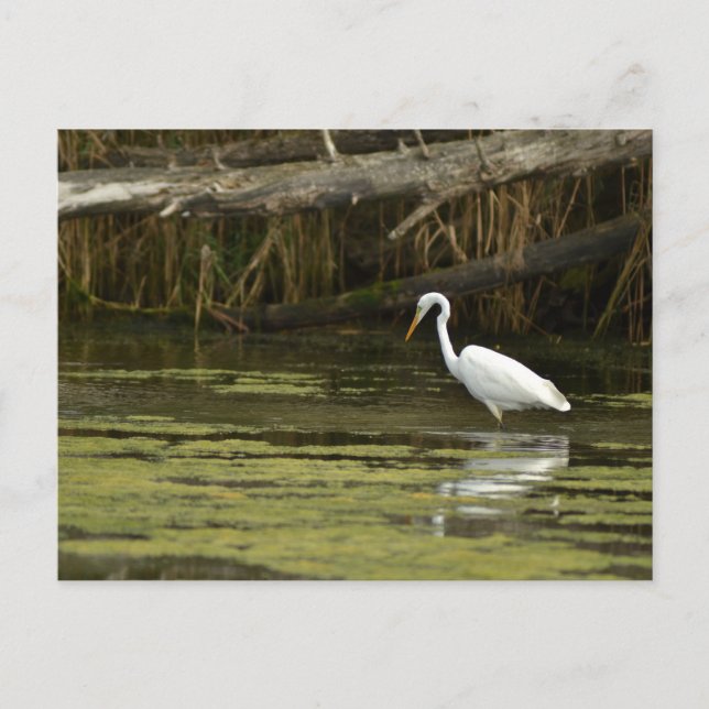Great Egret bird in the water Postkarte (Vorderseite)