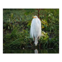 Great Egret Fotodruck