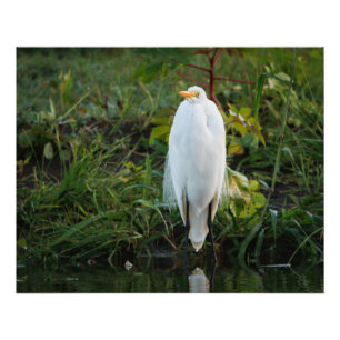 Great Egret Fotodruck