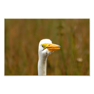 Great Egret Fotodruck