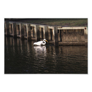 Great Egret Great Catch Fotodruck