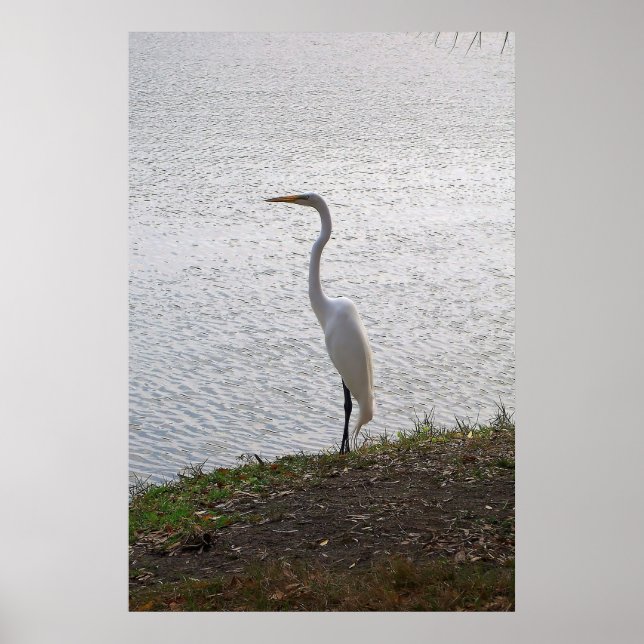 Great Egret Poster (Vorne)