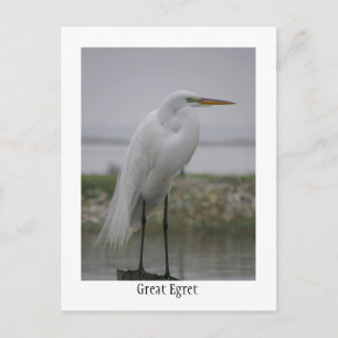 Great Egret Postkarte