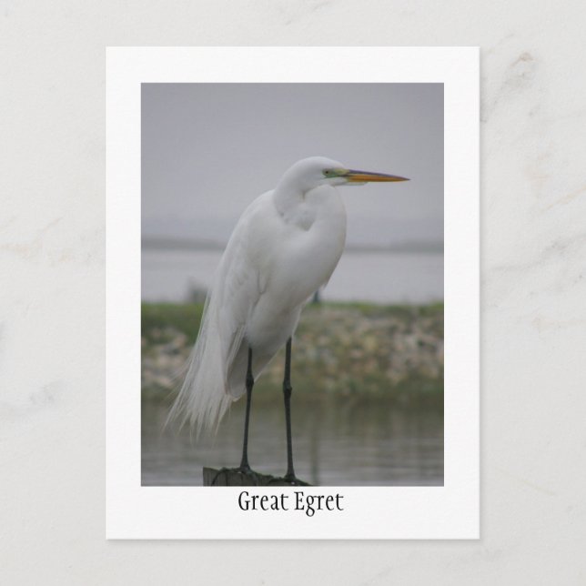 Great Egret Postkarte (Vorderseite)