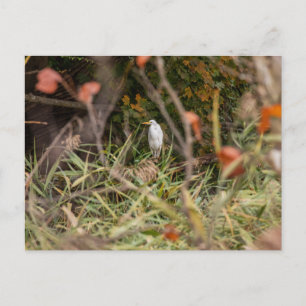 Great Egret Postkarte