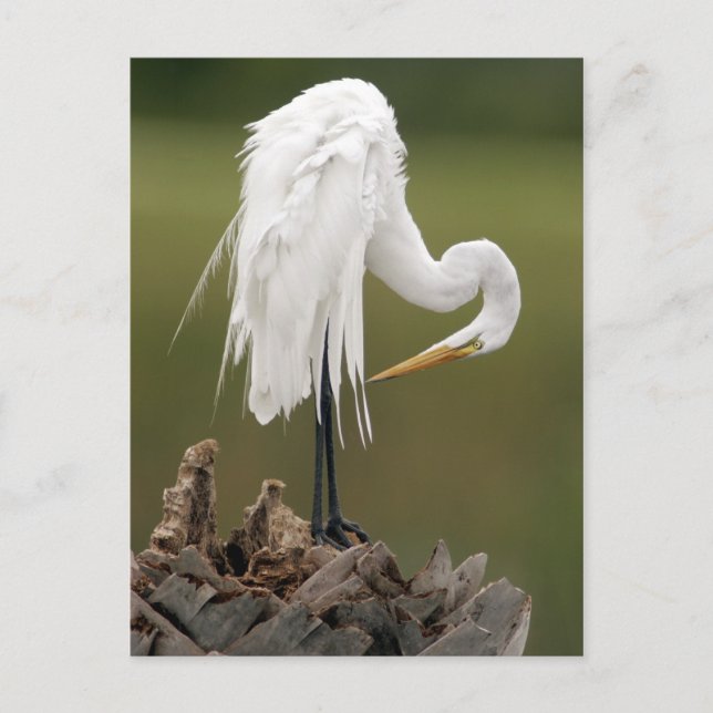 Great Egret Postkarte (Vorderseite)