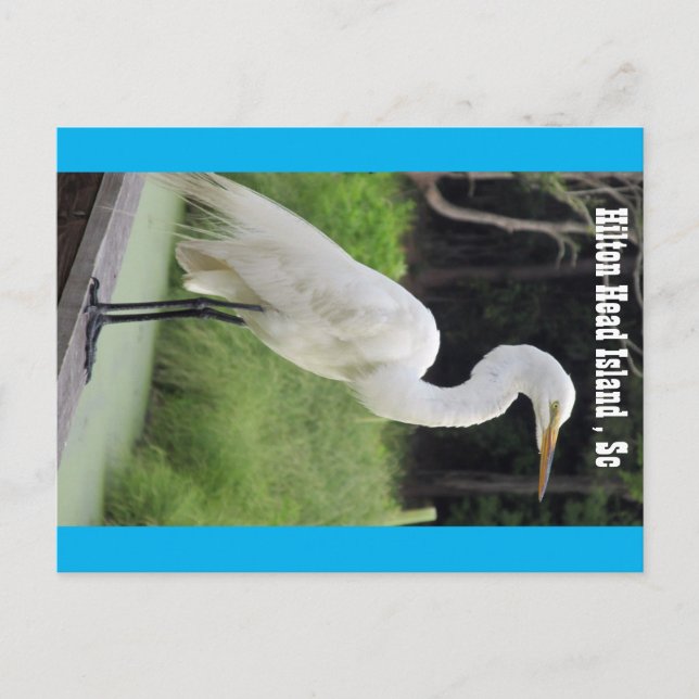 Great Egret Postkarte (Vorderseite)