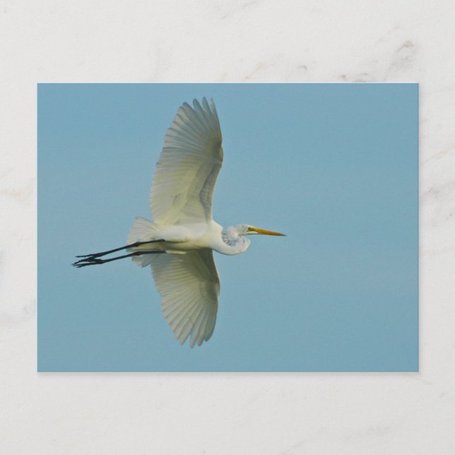 Great Egret Postkarte (Vorderseite)