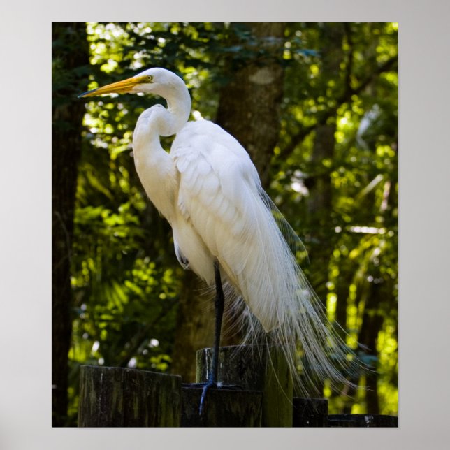 Great Egret Print Poster (Vorne)