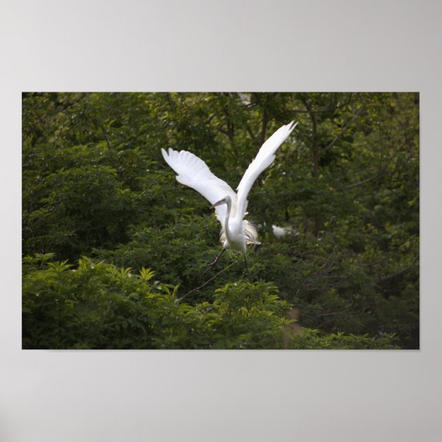 Great Egret Spreading Wings Poster (Vorne)