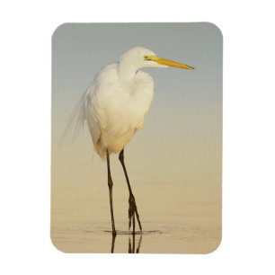 Great Egret Walking Magnet