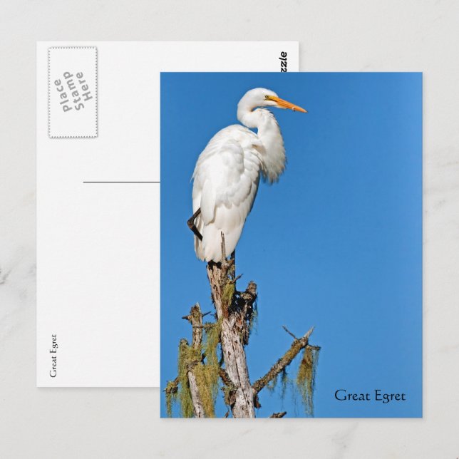 Great Egret Wildlife Series # 22 Postkarte (Vorne/Hinten)