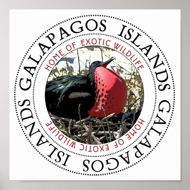 Great Frigate Bird Poster (Vorne)