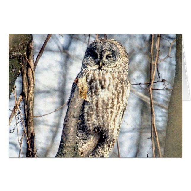 Great Gray Owl - Creamy Brown Watcher (Vorderseite (Horizontal))