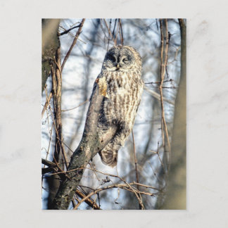 Great Gray Owl - Creamy Brown Watcher Postkarte