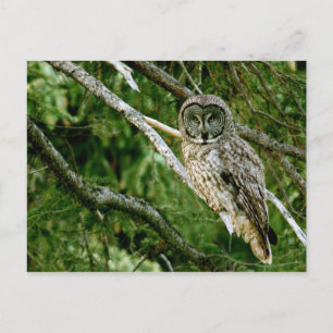 Great Gray Owl Post Card Postkarte