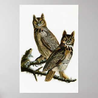 Great Horned Owl John Audubon Birds of America Poster