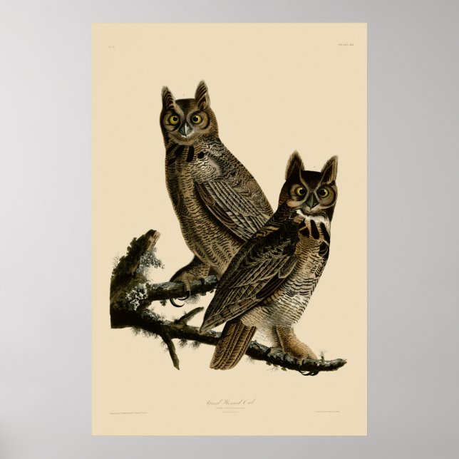 Great Horned Owl von John James Audubon Poster (Vorne)