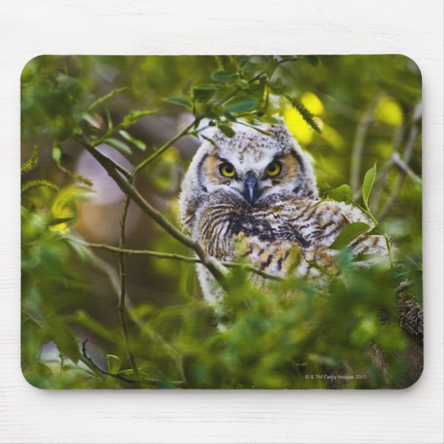 Great Horned Owlet Mousepad (Vorne)