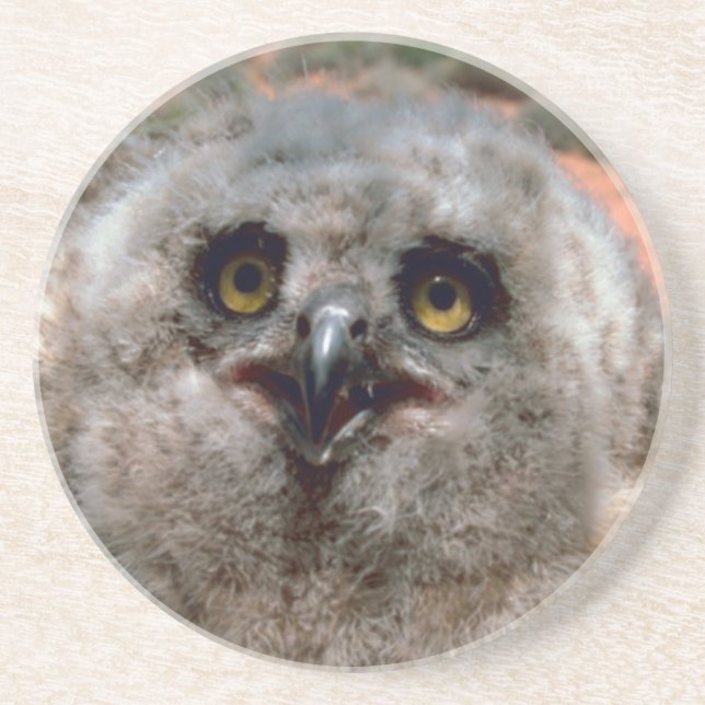 Great Horned Owlet Sandstein Untersetzer (Vorne)