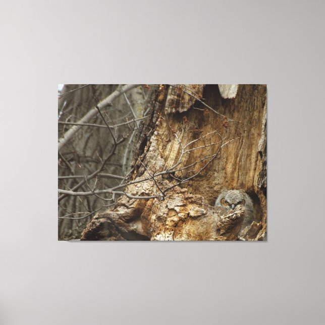 Great Horned Owlet - Wildlife Fotografy Leinwanddruck (Vorderseite)