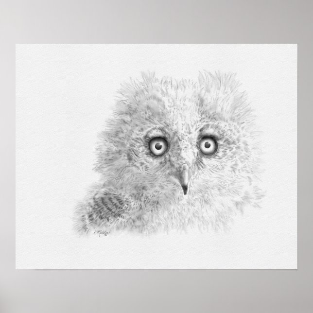 Great Horned Owlet Zeichnend Poster (Vorne)