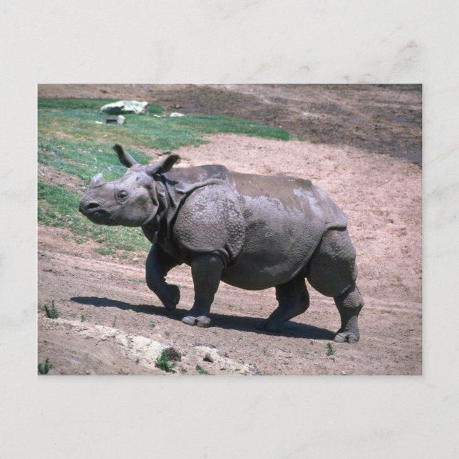 Great Indian One Horned Rhino Postkarte (Vorderseite)