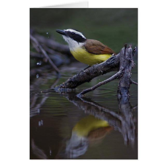 Great Kiskadee (Pitangus sulfonuratus) (Vorne)