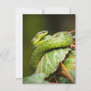 Great Lakes Bush Viper Postkarte