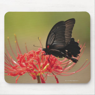 Great Mormon (Papilio memnon) auf der Blume, Chiba Mousepad