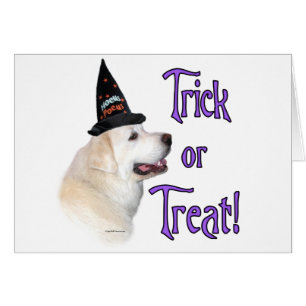 Great Pyrenäen Trick