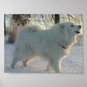 Great Pyrenees Poster