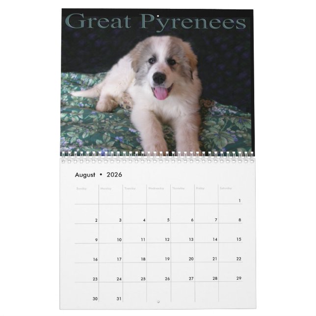 Great Pyrenees Puppy Calendar Kalender (Aug 2026)