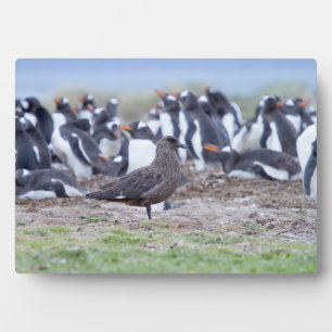 Great Skua in front of penguin colony Fotoplatte