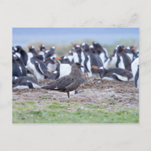Great Skua in front of penguin colony Postkarte