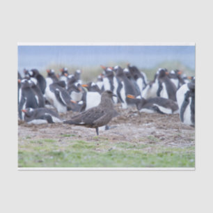 Great Skua in front of penguin colony Seidenpapier