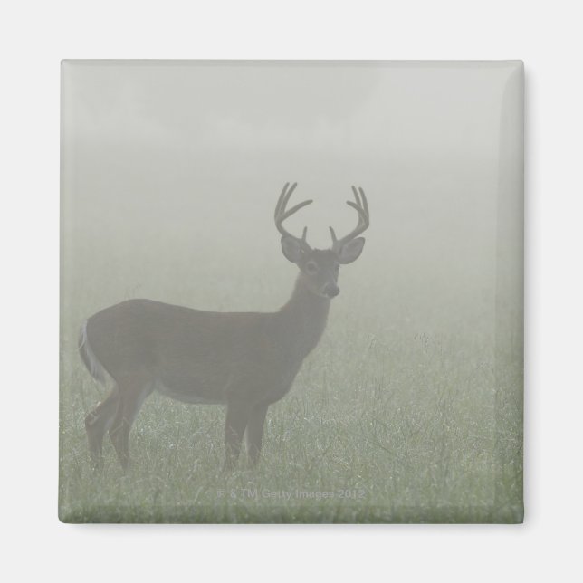 Great Smoky Mountains National Park, Tennesse, Magnet (Vorne)