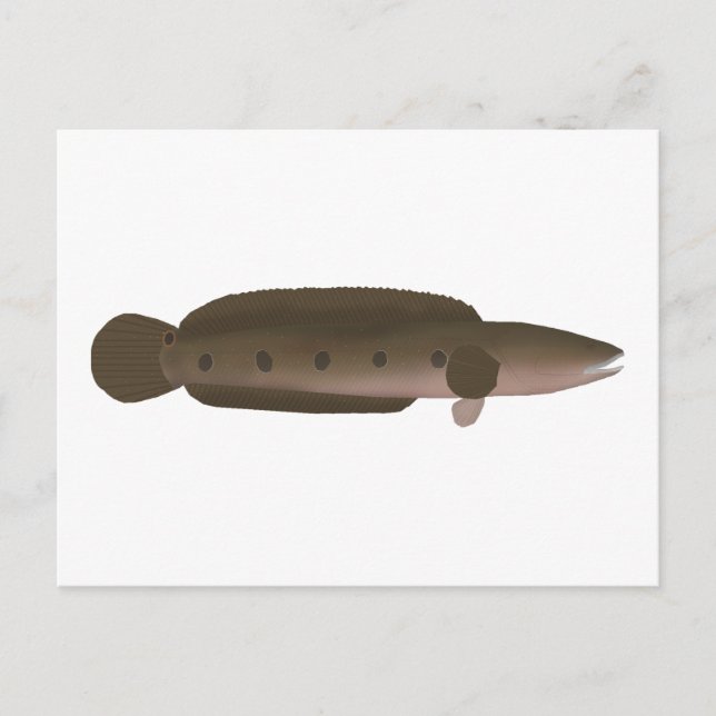 Great Snakehead Postkarte (Vorderseite)