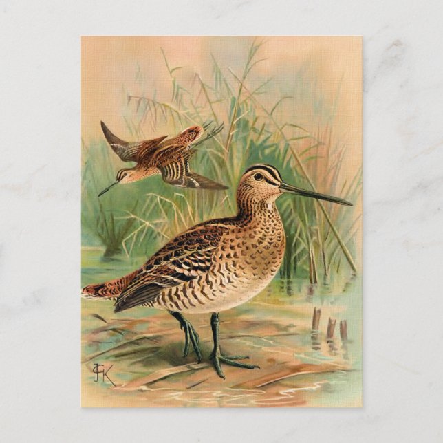 Great Snipe Vintag Bird Illustration Postkarte (Vorderseite)