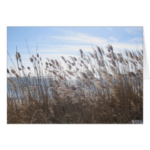 Great South Bay durch die Schilfröten