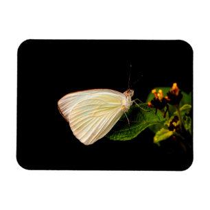 Great Southern White auf grünen Blätter Magnet