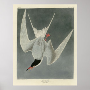 Great Tern, Common Tern - Audubon Birds of America Poster