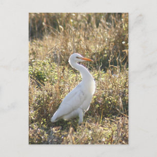 Great White Egret Foto Postcard Postkarte