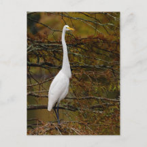 Great White Egret Herbstlaubs Postcard
