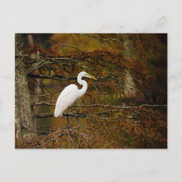 Great White Egret in Herbstfarben Postcard Postkarte
